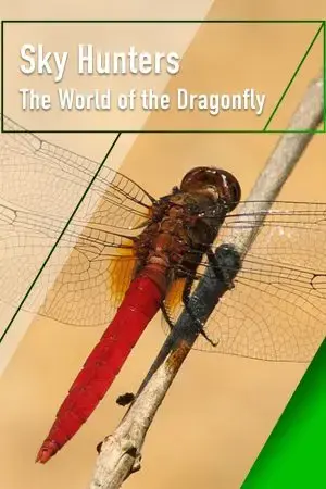 Sky Hunters - The World of Dragonfly Sky Hunters - The World of Dragonfly