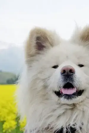 Bước Chân Dũng Cảm